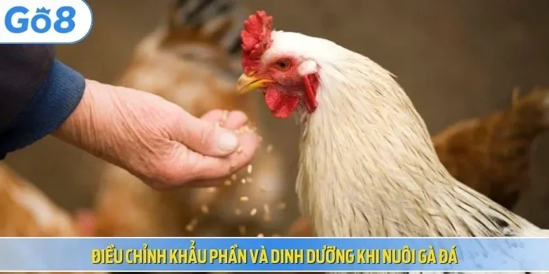 Điều chỉnh khẩu phần và dinh dưỡng khi nuôi gà đá
