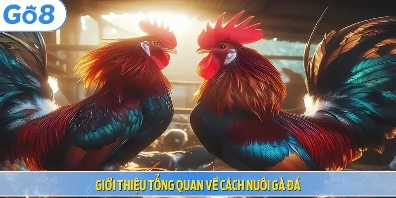 Giới thiệu tổng quan về cách nuôi gà đá