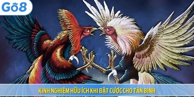 Kinh nghiệm hữu ích khi đặt cược cho tân binh